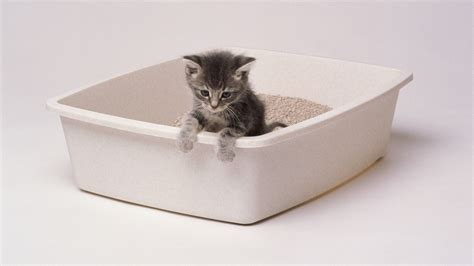 Experience the Element of Surprise: Kitten-Included Cat Litter